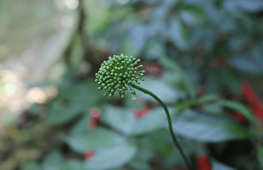 Hoa sâm Ngọc Linh
